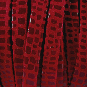 flcan5red